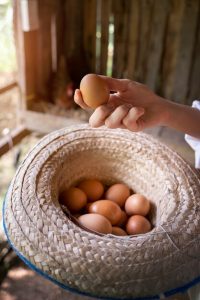 Business Plan - Live Stock - Chicken layer